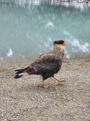 Caracara plancus plancus