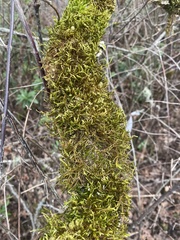 Antitrichia curtipendula