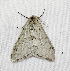 Phigalia strigataria