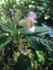 Impatiens