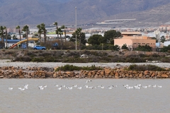 Larus fuscus