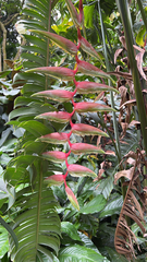 Heliconia chartacea