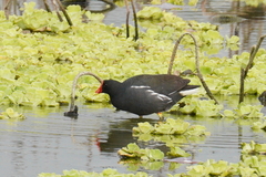 Gallinula chloropus chloropus