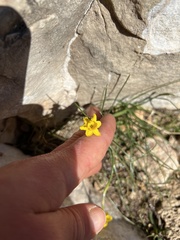 Narcissus assoanus