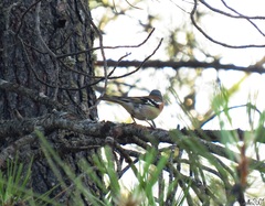 Fringilla coelebs