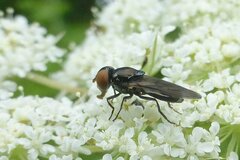 Chrysogaster solstitialis