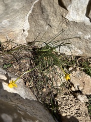Narcissus assoanus