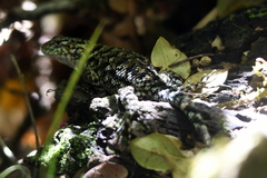 Sceloporus malachiticus