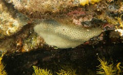 Plesiastrea versipora