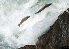 Salvelinus confluentus