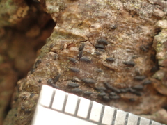 Opegrapha