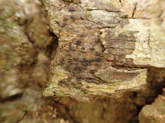 Opegrapha