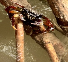 Goniopsis pelii