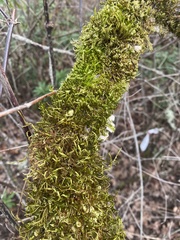 Antitrichia curtipendula