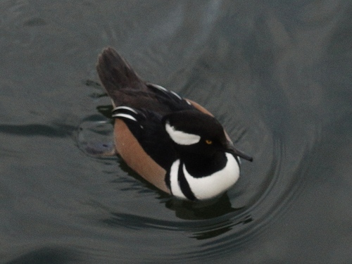 Serreta capuchona (Lophodytes cucullatus)