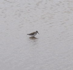 Calidris alpina