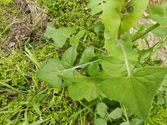 Taraxacum officinale