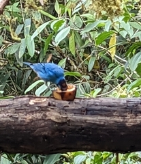 Chalcothraupis ruficervix