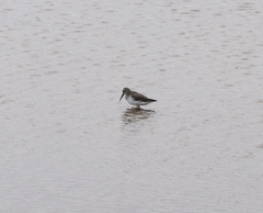 Calidris alpina