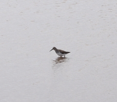 Calidris alpina