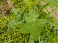 Taraxacum officinale