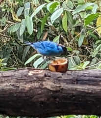 Chalcothraupis ruficervix