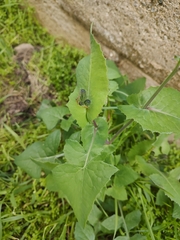 Taraxacum officinale