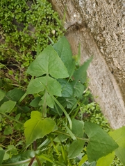 Taraxacum officinale