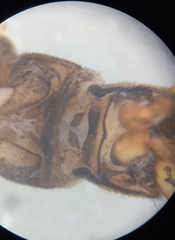 Hydropsyche angustipennis