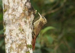 Xiphorhynchus fuscus