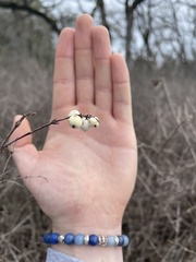 Symphoricarpos