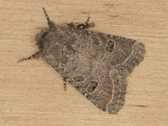 Protorthodes melanopis