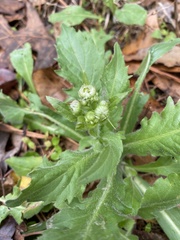 Erigeron philadelphicus