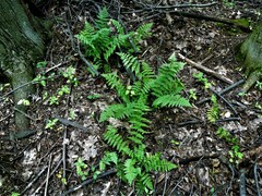 Dryopteris × boottii