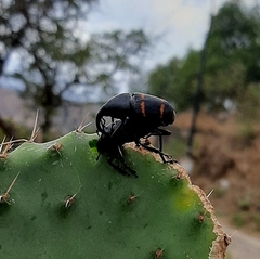 Cactophagus spinolae