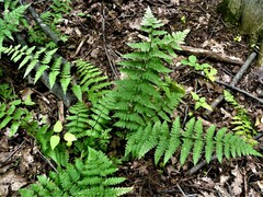 Dryopteris × boottii