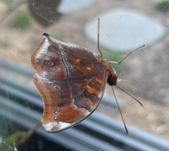 Doleschallia bisaltide australis