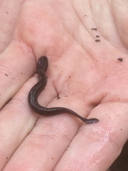 Siren intermedia