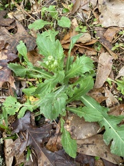 Erigeron philadelphicus