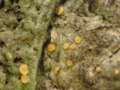 Coenogonium luteum