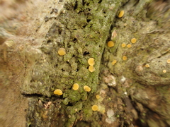 Coenogonium luteum