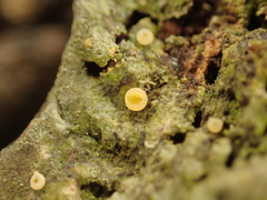 Coenogonium luteum