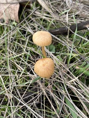 Conocybe tenera