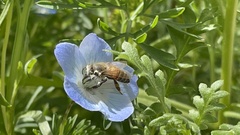 Apis mellifera