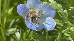 Apis mellifera
