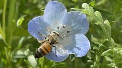 Apis mellifera