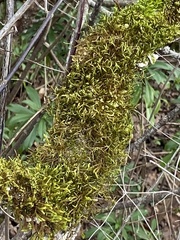 Antitrichia curtipendula