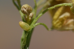 Euchloe simplonia