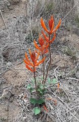 Erythrina leptorhiza