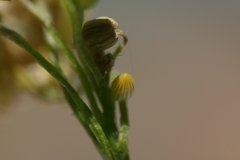 Euchloe simplonia